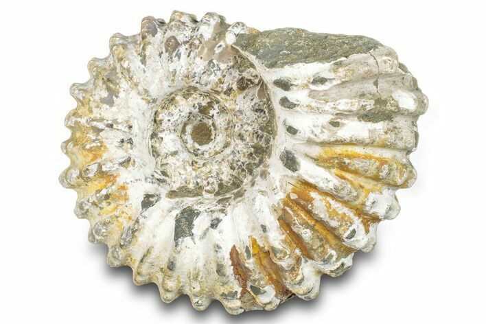 Bumpy Ammonite (Douvilleiceras) Fossil - Madagascar #277169